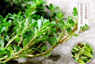 春天总要来场野菜寻鲜吧