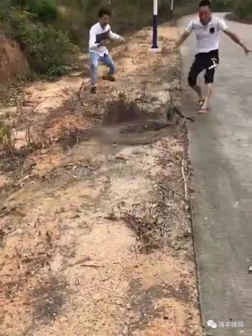 惊险！路边发现蟒蛇，男子勇敢抓住并送派出所