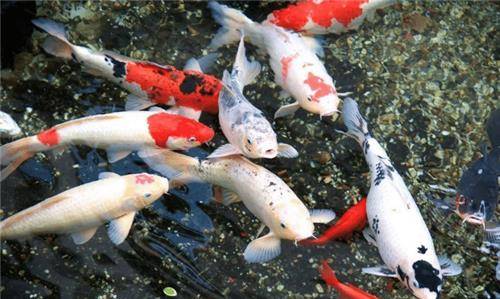 男子养一池锦鲤伴女儿长大：爱与陪伴的最美诠释