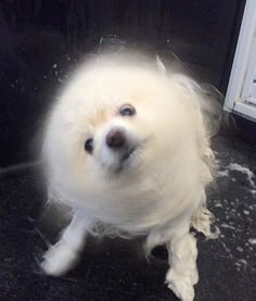 北京大风把小狗吹成海豹了？真实事件背后的故事