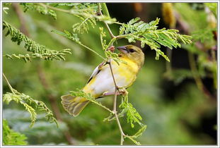 花儿在笑，小鸟在叫：春日里的自然交响曲