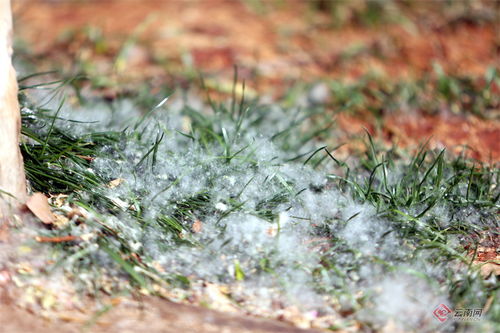 又到柳絮纷飞时：浪漫与困扰交织的季节