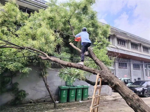 北京大风来袭！402株倒伏树木背后的抢险故事