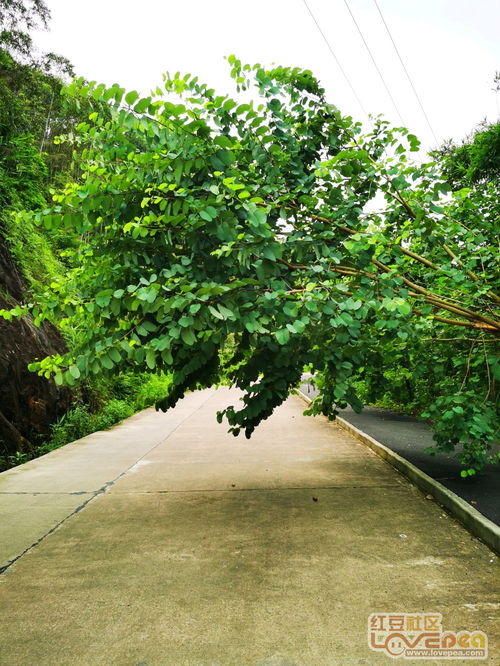 北京大风突袭，超1200株树木倒伏！背后真相令人深思