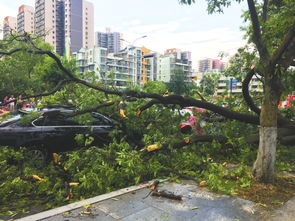 极端大风下车辆被树砸中，谁来赔？