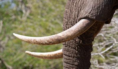 花3888元吃大象粪便料理，是猎奇还是对味蕾的挑战？