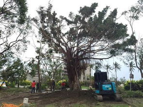 北京大风肆虐，843棵树倒下！亲历者讲述震撼瞬间