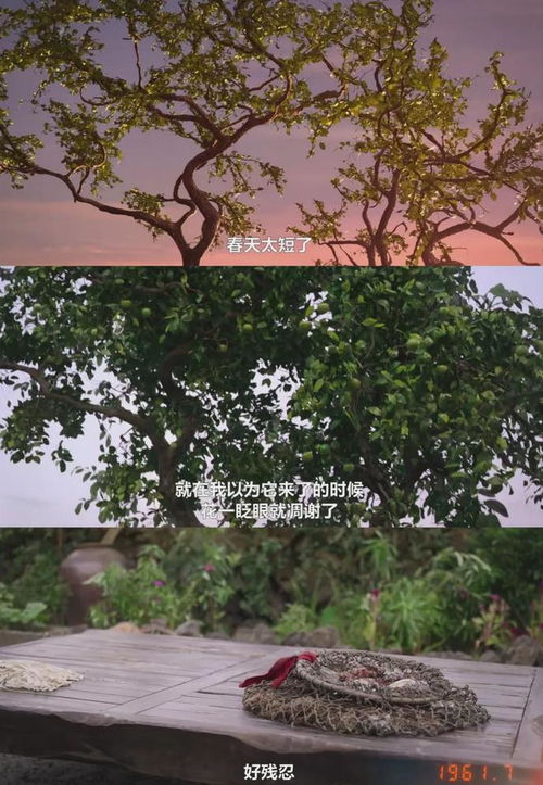 《苦尽柑来遇见你》：一场关于爱与希望的治愈之旅