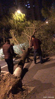 大风刮倒树木，骑车女子不幸被砸身亡：谁该为悲剧负责？