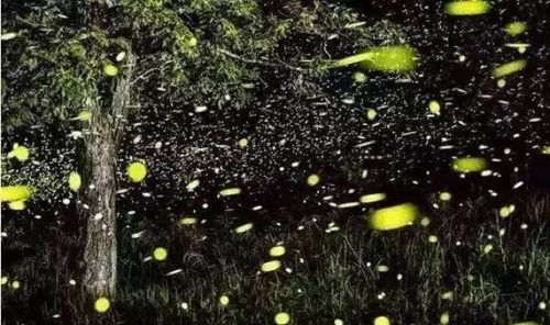 专家辟谣：萤火虫并未被列入国家保护动物