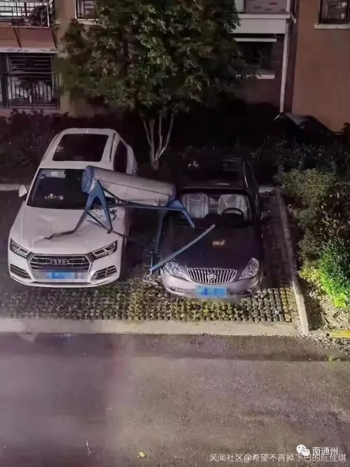 大风刮跑飞絮？专家解读杨柳絮防治新进展