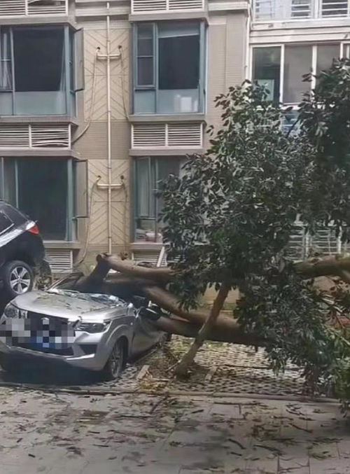 大风刮倒路边树木，骑车女子不幸被砸身亡