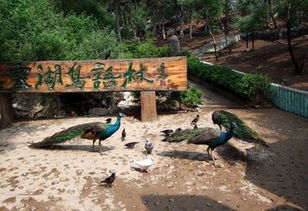 走进鸟语林：人与自然的和谐共生