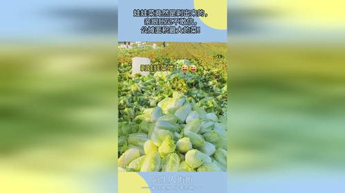 公摊面积最大的蔬菜：一场关于居住公平的讨论