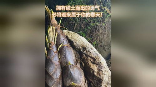 用8天记录竹笋破土而出，他拍出了春天的力量