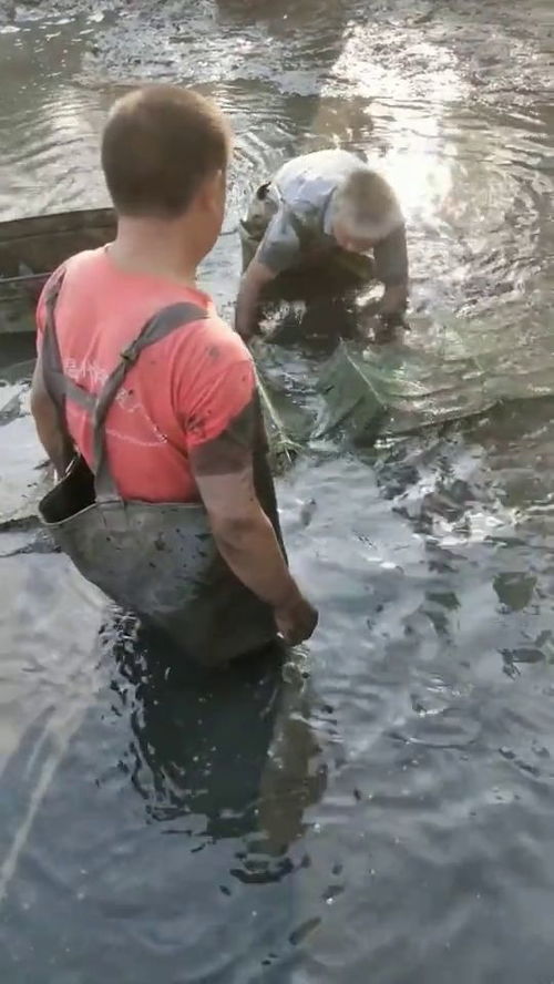 小伙河边徒手抓鱼被反咬一口，真实经历令人哭笑不得