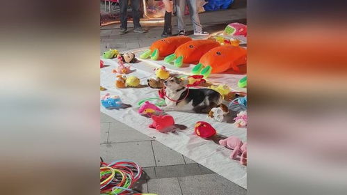 老板用柯基揽客，却被客人套中：一场意外的反转