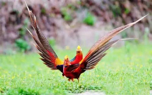 鸟类感染病毒后脖子扭转180度，这背后竟藏着如此惊人的真相！