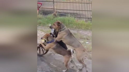 女子路遇狗子说了一句话 狗扭头就走背后故事太暖心