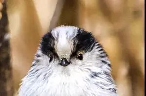 遇到诡异歪头的鸟可别碰，背后可能隐藏致命危险