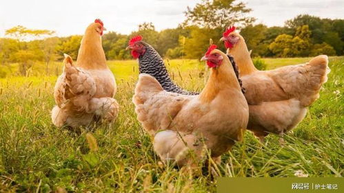 全国文旅都在喊你吃鸡鸭鹅，山东为何能脱颖而出？