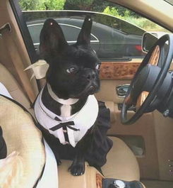 拖在狗脖子上的链子：一段深刻的人与动物关系反思