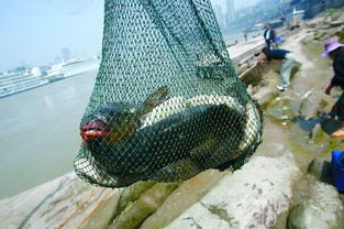 重庆多人往长江“放生”矿泉水，背后真相竟是这样！