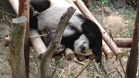 南京红山动物园大熊猫事件：打针导致腿部问题？园方回应来了
