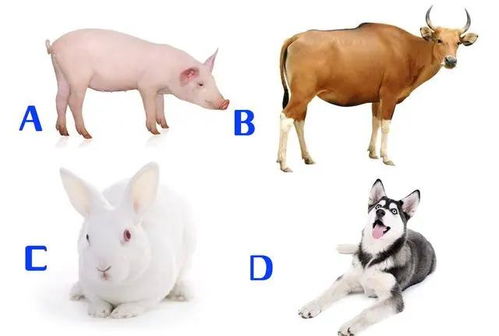 动物试验的命运拐点：从必要到替代的未来之路