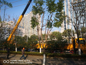 小区35根废弃电线杆“无人认领”！无主电线杆拆除难题如何破解