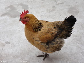 女生自家大房子里养鸡养狗，邻里关系如何平衡？