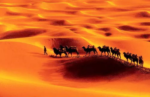 跟无穷小亮一起探索沙漠的奇妙之旅