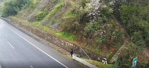 高速停车采花被罚，她们的行为为何引发热议？