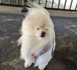 12级大风将蒙古獒幼崽刮到牧民家：一场意外的相遇