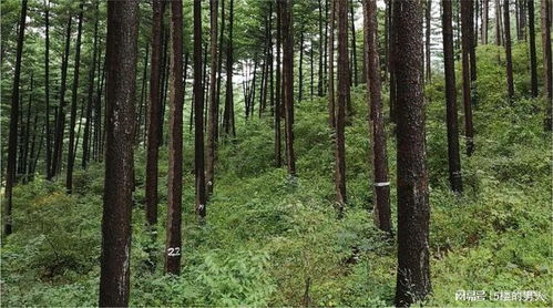 日本森保与动保的矛盾：为何森林覆盖率高却动物濒危？