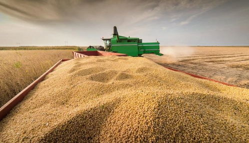 中国大豆：悄然崛起的供应链新布局