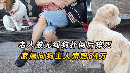 老人被狗扑倒身亡：谁该为悲剧买单？