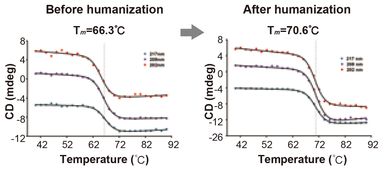 抗体实验高效实战：从选型到出数据的5个核心技巧