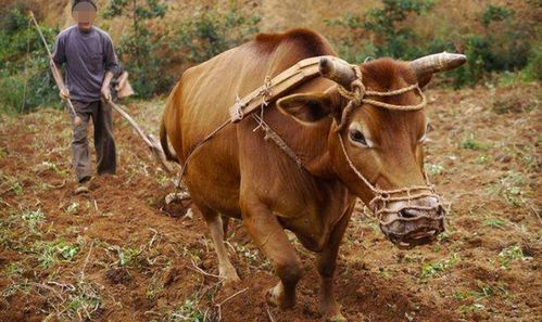 老人被发狂黄牛顶撞后不幸离世，背后的故事让人深思