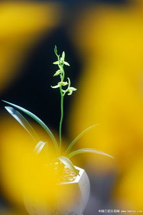 碧绿深处的秘密：一场与自然的邂逅