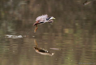300起步的「县城鸟」，被中产抢疯了！