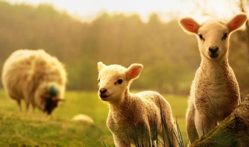 羊羊崛起：从直播到品牌价值的全面解析