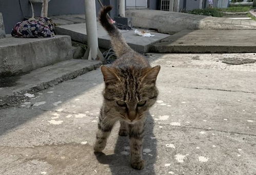 小猫悟空离世：一场关于爱与告别的故事