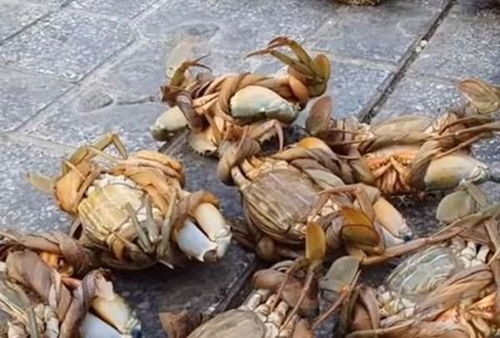 如何面对亲人离世？从网友「蟹不肉」的故事中寻找答案