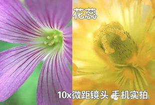 如何拍出春日生命力大片，抖音上的高手都在这样做！