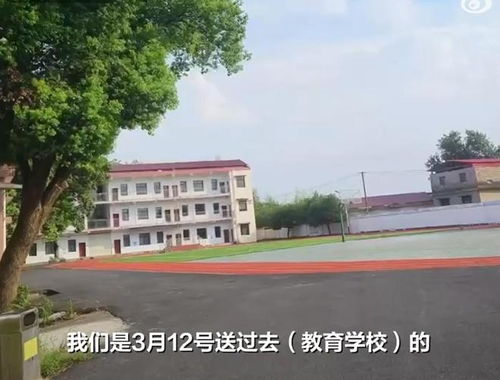 湖南300年银杏被砍事件引发多方回应，背后真相令人深思