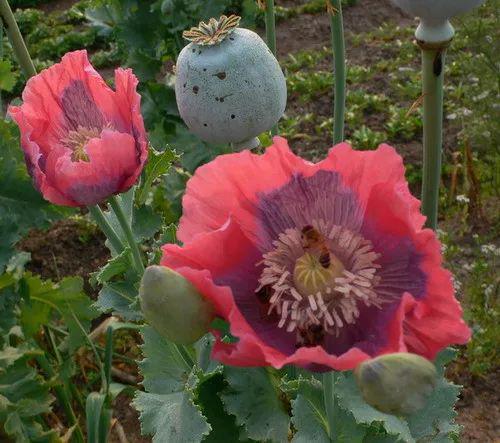 小学生发现罂粟花，背后的故事竟如此温暖人心！