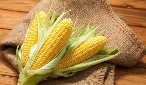 玉米不能当饭吃，为何能成为世界三大粮食作物之一？