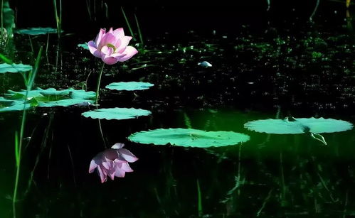 心中种花，人生才不会荒芜