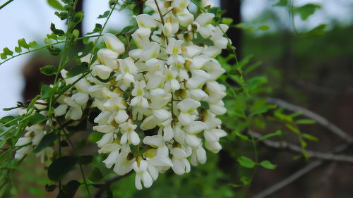 又到了吃槐花的季节，那抹甜蜜回忆